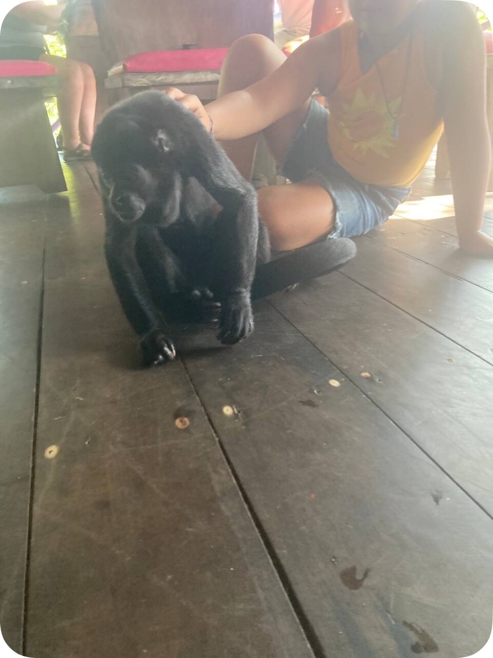 A black howler monkey sitting on the wooden deck at Monkey Island, being gently petted by a young guest