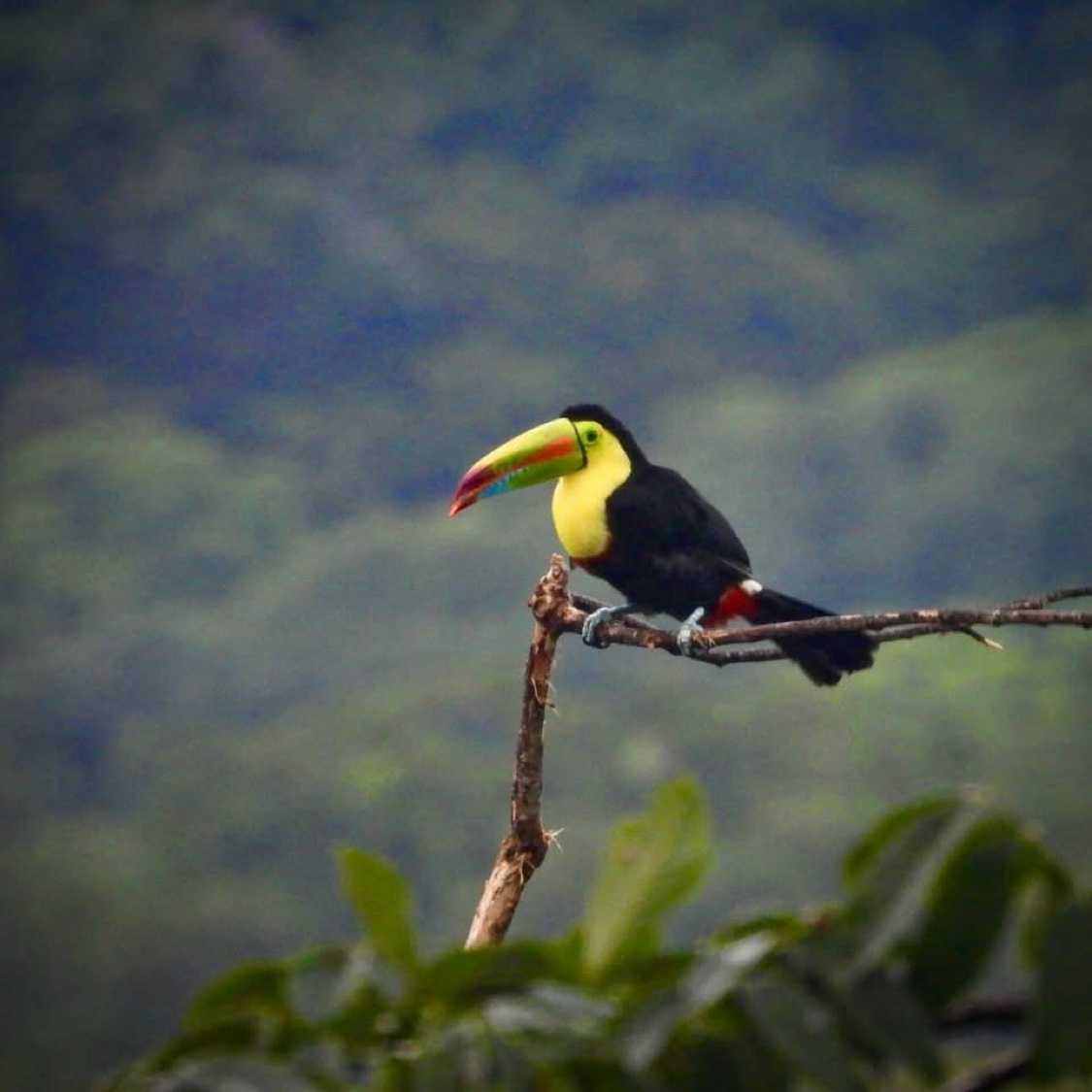 A keel-billed toucan perched on a branch in the trees at Toucan Bay