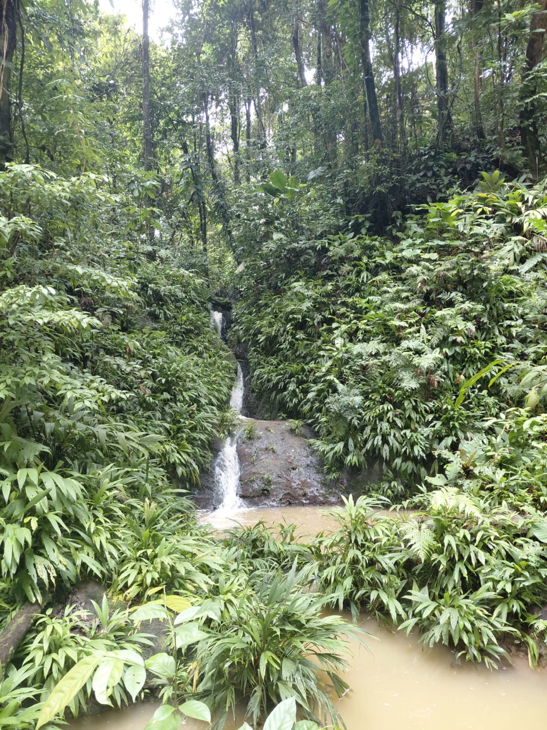 A waterfall cascading through dense green jungle at La Tierra del Encanto